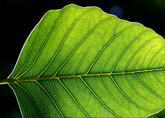 在线轰炸电话网页版免费测试